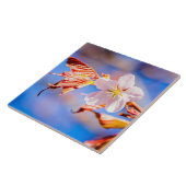 Roze Sakura Flower Blue Sky Tegeltje (Zijkant)