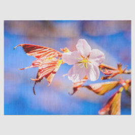 Roze Sakura Flower Blue Sky Tissuepapier