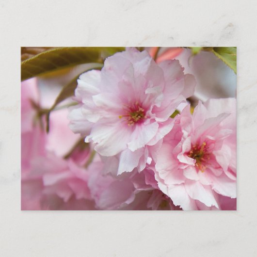 Roze Sakura Flower Briefkaart (Voorkant)