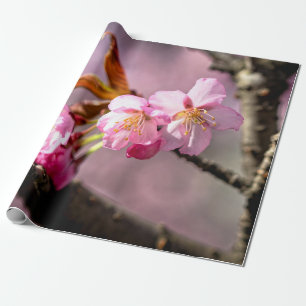 Roze Sakura Flowers op een boom Cadeaupapier