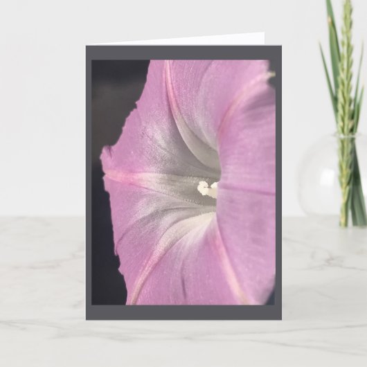 Roze-Satijnen Dagbloem Blank Kaart (Voorkant)