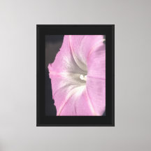 Roze Satijnen Dagbloem