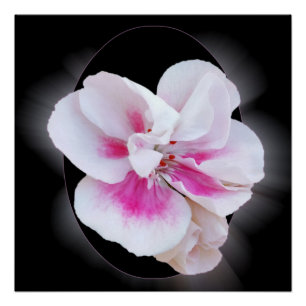 Roze schaduwen perfect poster