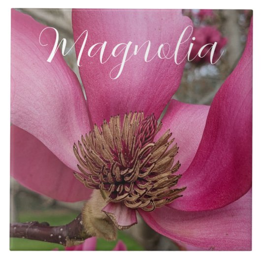 Roze schotel Magnolia Bloesem Bloemen Tegeltje (Voorkant)