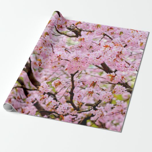 Roze schuim van Cherry Blossom over de Sakura-bome Cadeaupapier (Uitgerold)
