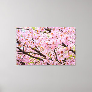 Roze schuim van Cherry Blossom over de Sakura-bome Canvas Afdruk