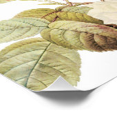 Roze Sepia  Rozen Illustratie van beemdje Perfect Poster (Hoek)