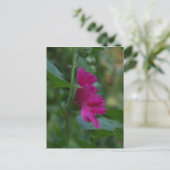 Roze Sharon-postkaart Briefkaart (Staand voorkant)