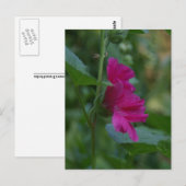 Roze Sharon-postkaart Briefkaart (Voorkant / Achterkant)