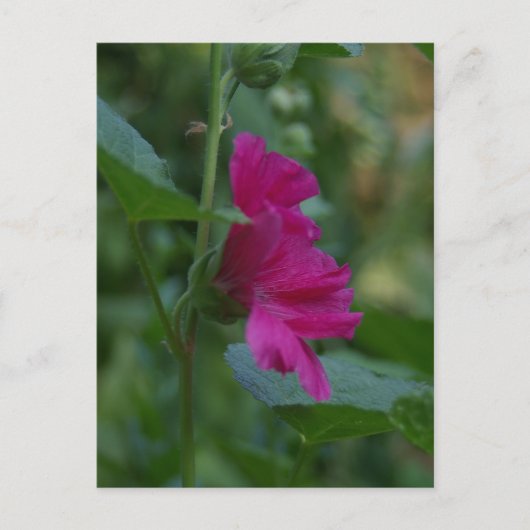 Roze Sharon-postkaart Briefkaart (Voorkant)