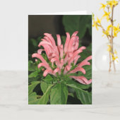 Roze Shrimp Plant Note Card Kaart (Gele Bloem)