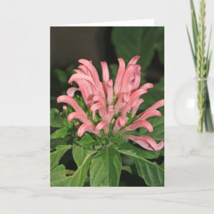 Roze Shrimp Plant Note Card Kaart