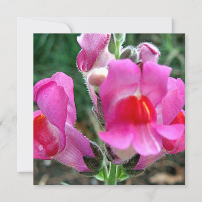 Roze Snapdragon Flowers (Voorkant)