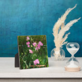 Roze snoepgoed fotoplaat (Insitu)