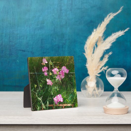 Roze snoepgoed fotoplaat (Insitu)