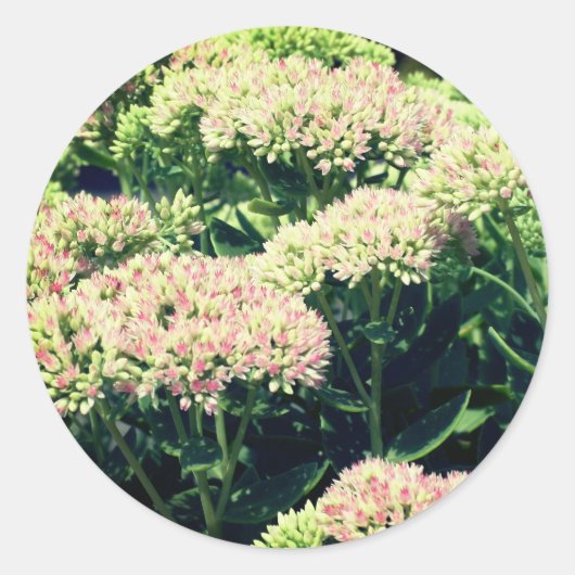 Roze soedum Flowers Ronde Sticker (Voorkant)