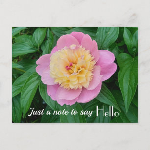 Roze Sorbet Pioen Hi Hallo Uitdrukking  Briefkaart