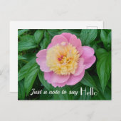 Roze Sorbet Pioenroos Hi Hello Uitdrukking  Briefkaart (Voorkant / Achterkant)