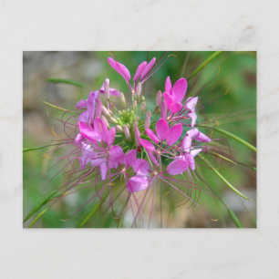 Roze spinnenbloem briefkaart