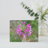 Roze spinnenbloem briefkaart (Staand voorkant)