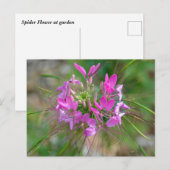 Roze spinnenbloem briefkaart (Voorkant / Achterkant)