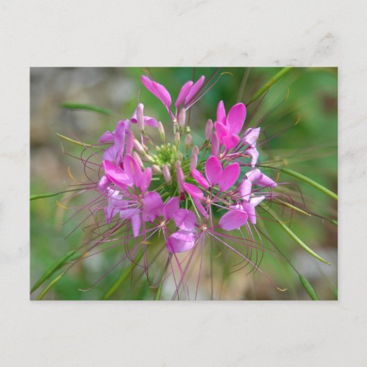 Roze spinnenbloem briefkaart (Voorkant)