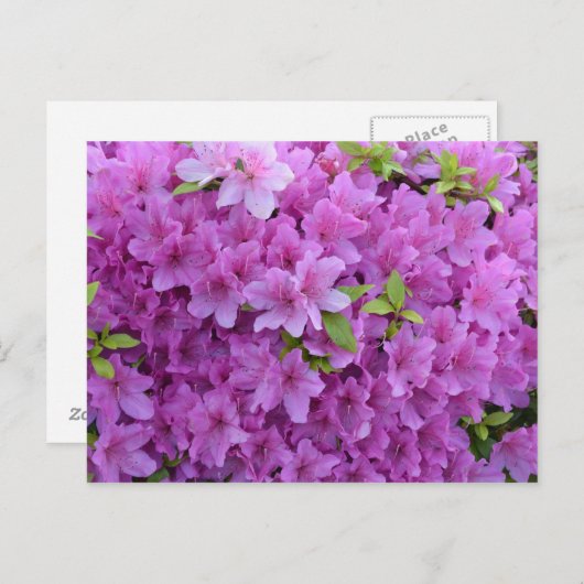 Roze Spring Azaleas Briefkaart (Voorkant / Achterkant)
