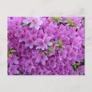 Roze Spring Azaleas Briefkaart