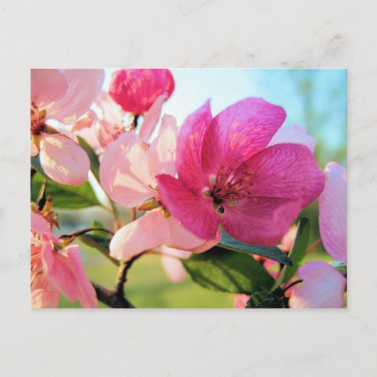 Roze Spring Blossom Briefkaart (Voorkant)