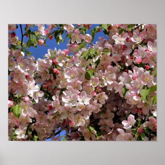 Roze Spring Crabapple Flower Blossom 4 Poster (Voorkant)