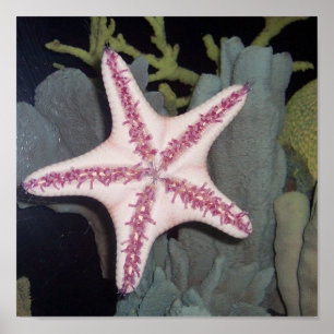 Roze Starfish Poster