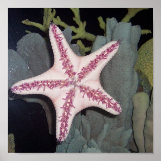 Roze Starfish Poster