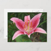 Roze Stargazer-Briefkaart Briefkaart (Voorkant / Achterkant)