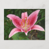 Roze Stargazer-Briefkaart Briefkaart (Voorkant)
