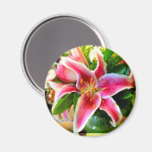 roze stargazer libe magnet (Voorkant / Achterkant)