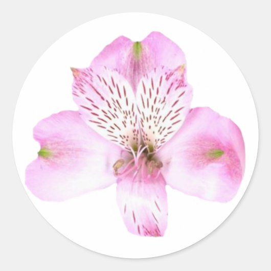 Roze Sticker met Alstroemeria Flower Round (Voorkant)