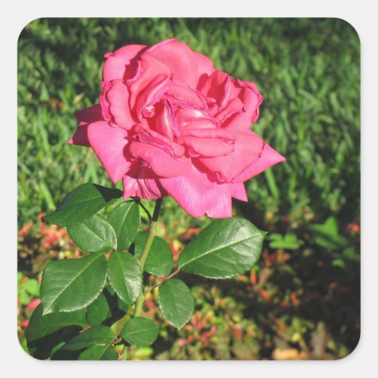 Roze stickers (Voorkant)