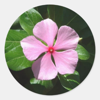 Roze stip ronde sticker