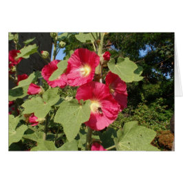 Roze stokrozen