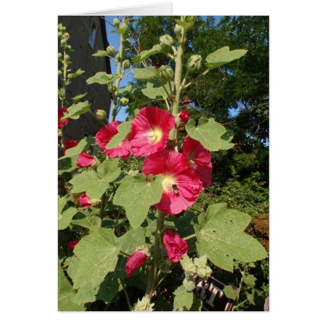 Roze stokrozen (Voorkant)