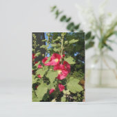 Roze stokrozen briefkaart (Staand voorkant)