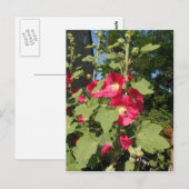 Roze stokrozen briefkaart (Voorkant / Achterkant)