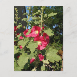 Roze stokrozen briefkaart