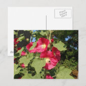 Roze stokrozen briefkaart (Voorkant / Achterkant)