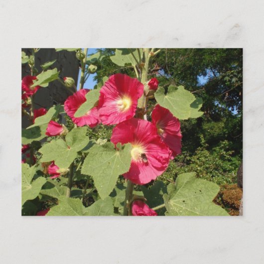 Roze stokrozen briefkaart (Voorkant)