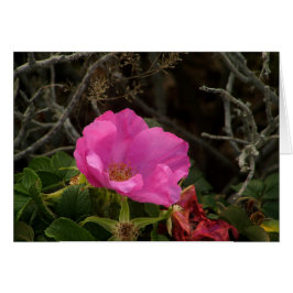 Roze strand Roos Blossom Rosa Rugosa