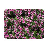 Roze struik bloemetjes Phlox tuinhoes Magneet (Horizontaal)