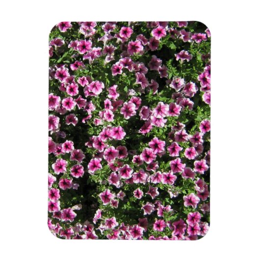 Roze struik bloemetjes Phlox tuinhoes Magneet (Verticaal)