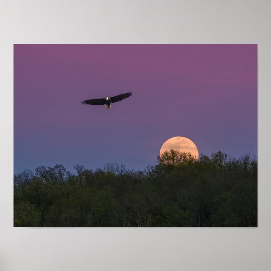 Roze Supermoon Eagle Poster (Voorkant)