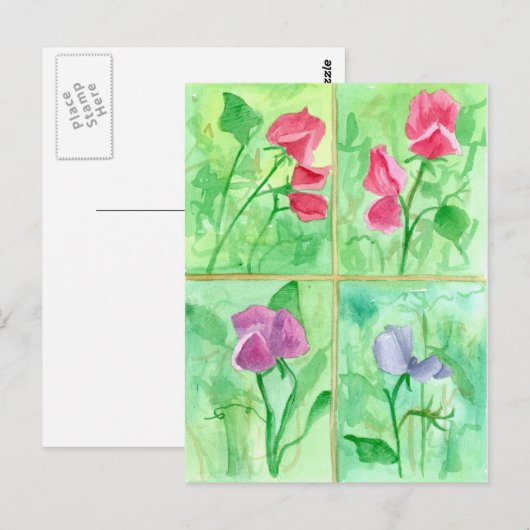 Roze Sweet Pea Flowers Waterverf Schilderij Briefkaart (Voorkant / Achterkant)